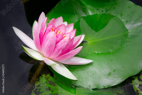 Fototapeta Naklejka Na Ścianę i Meble -  Lotus