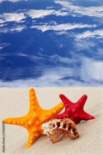 Fototapeta Naklejka Na Ścianę i Meble -  Starfish on the beach on blue sky background
