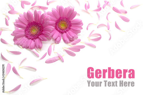 Pink gerbera