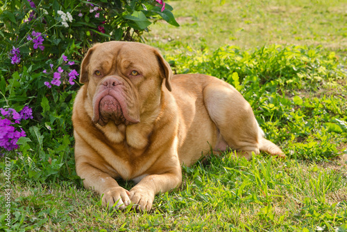 Guard dog lying on the grass © VitalyTitov