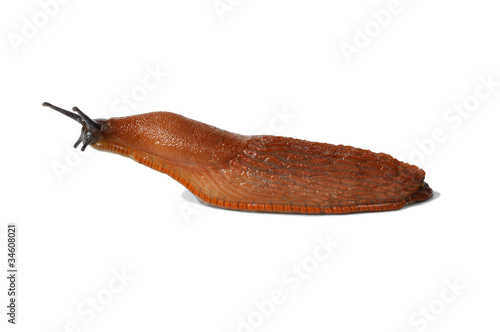 Spanish Slug photo