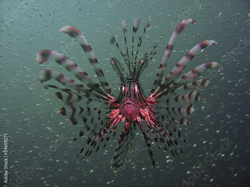 Common Lionfish Pterois Miles photo