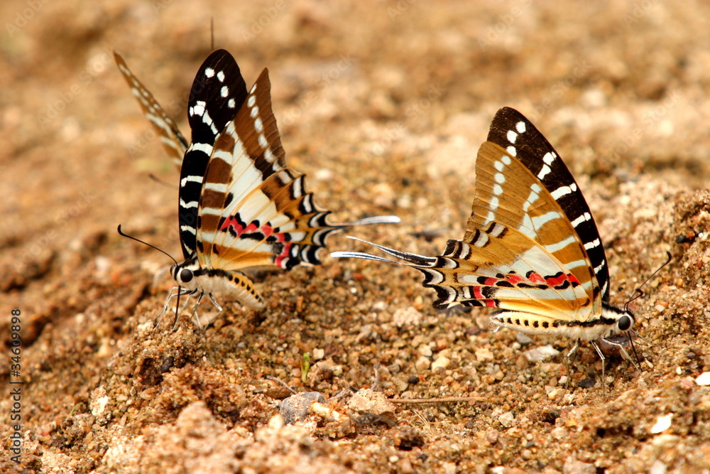 Fototapeta premium Chain swordtail butterfly