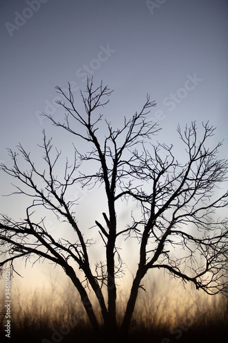 Tree Silhouette © Steve Lovegrove