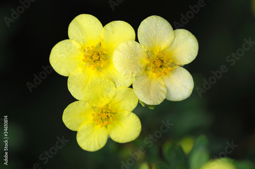 Bild auf Leinwand Shrubby cinquefoil