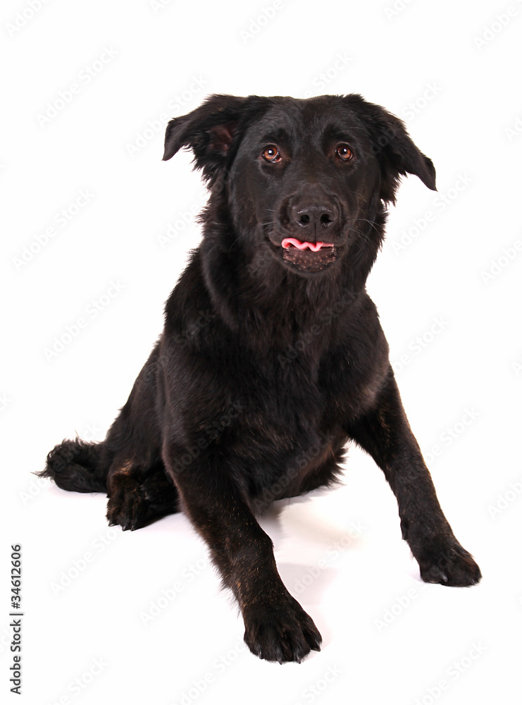 Ein Hund Namens LOU Stock Photo | Adobe Stock