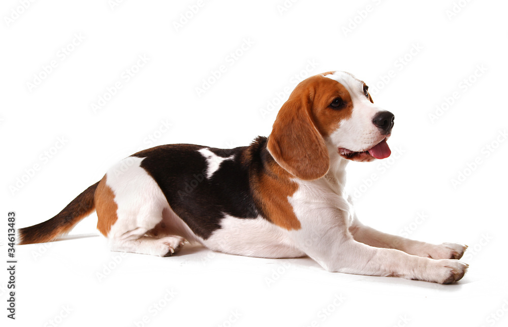 Hundedame Hundedame