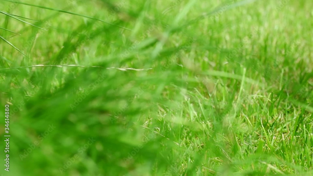 Red,green and yellow apples with leaves in the basket