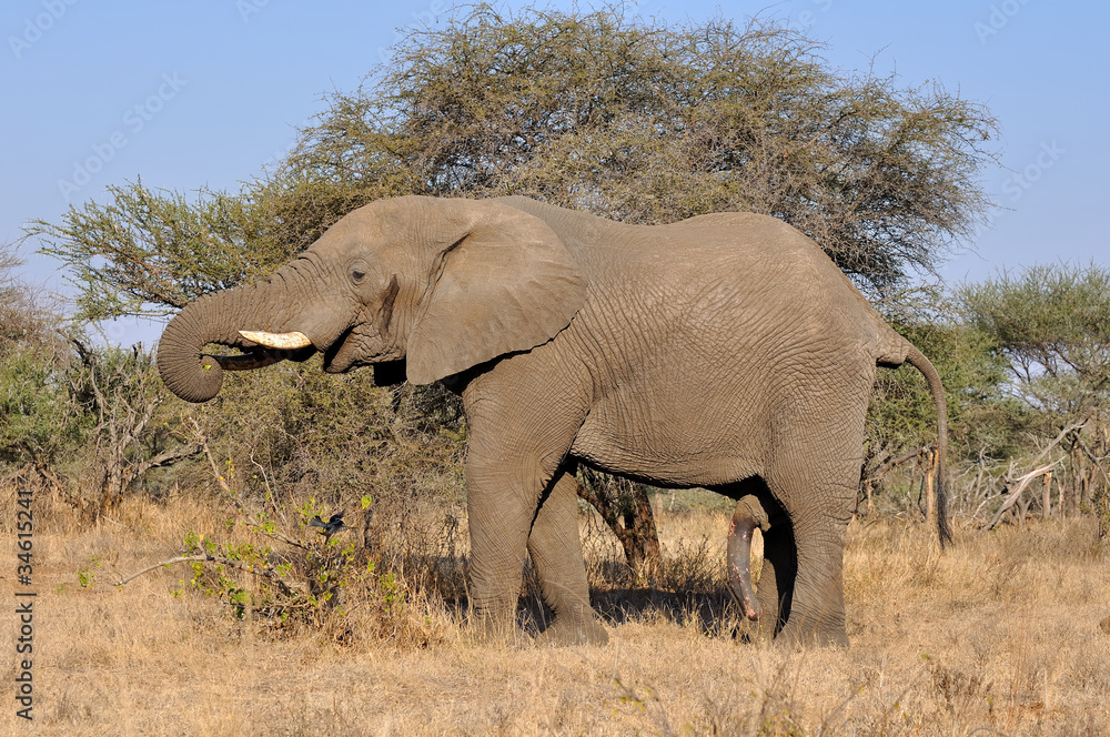 Obraz premium éléphant mâle