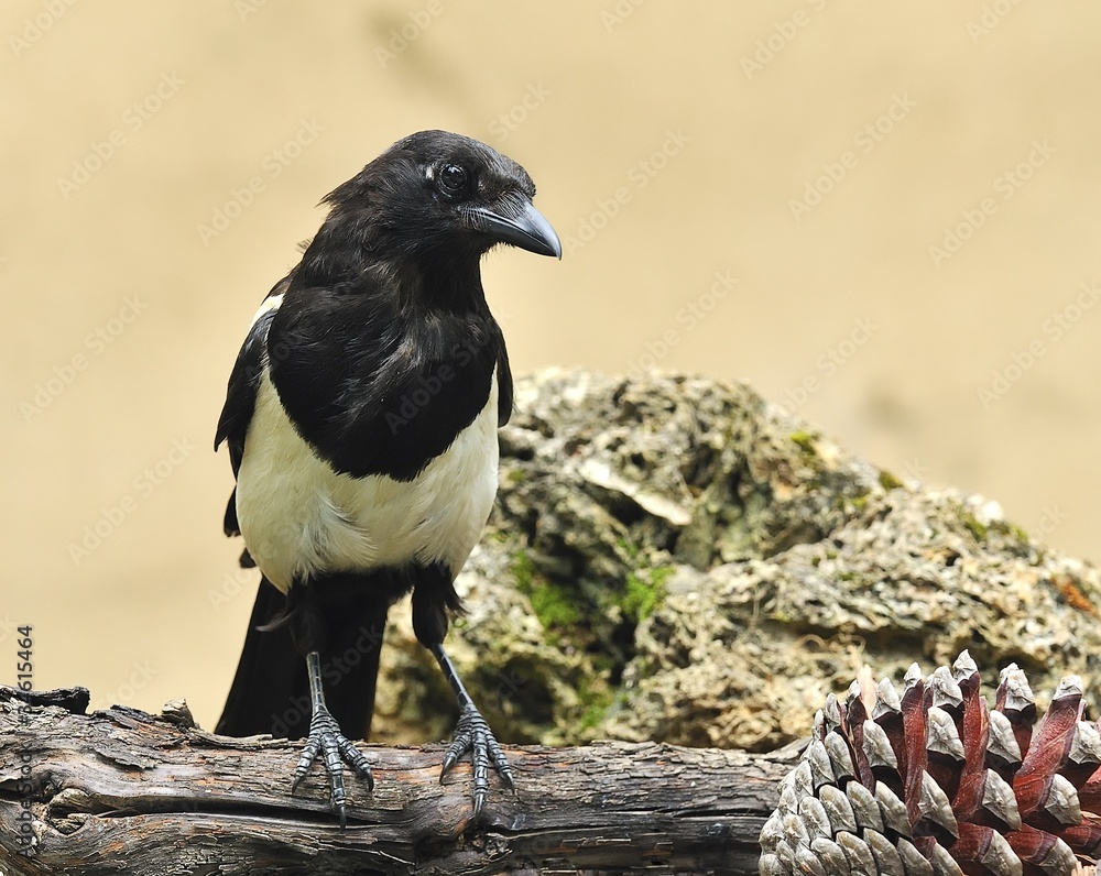 Fototapeta premium Urraca en el pinar.