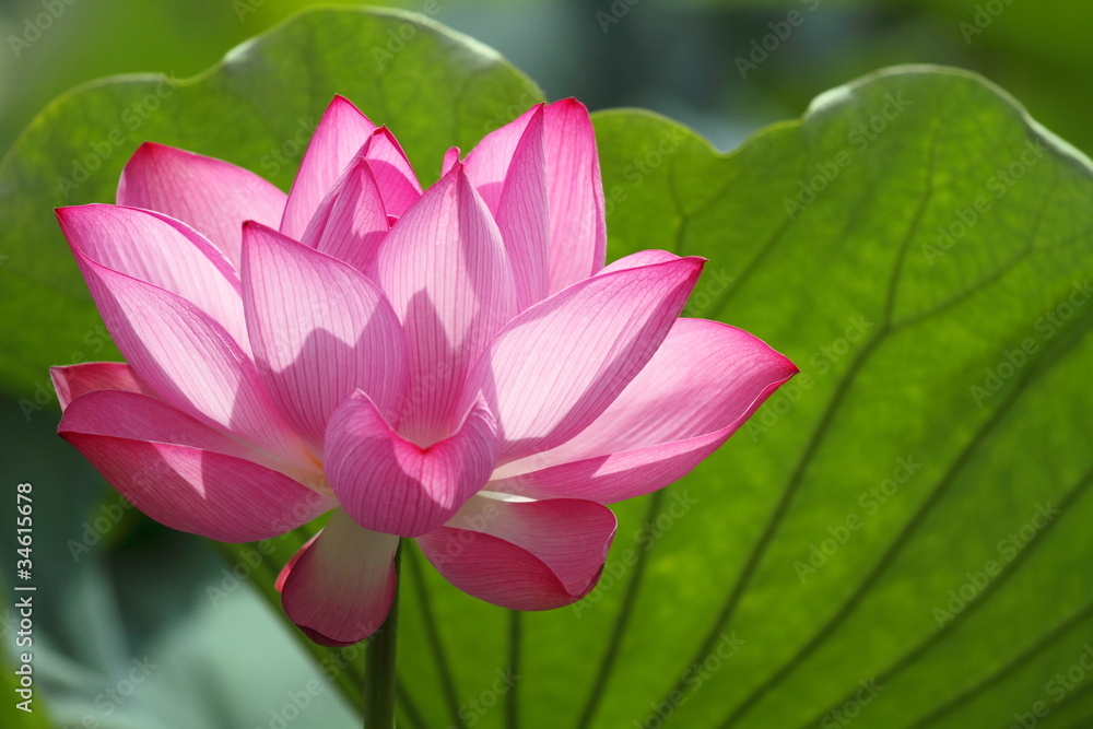 蓮華 (東京・上野不忍池)