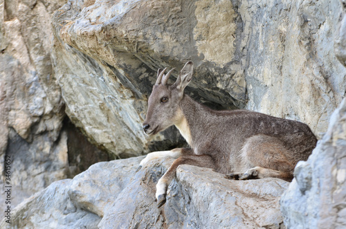 Plakat goral