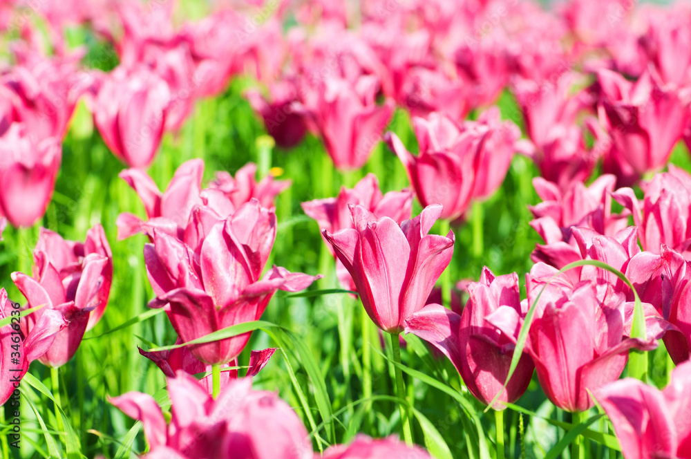 Tulip flowers in the park Tulip flowers in the park