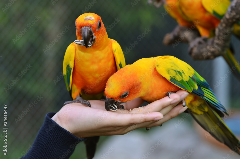 Naklejka premium Sun Conure