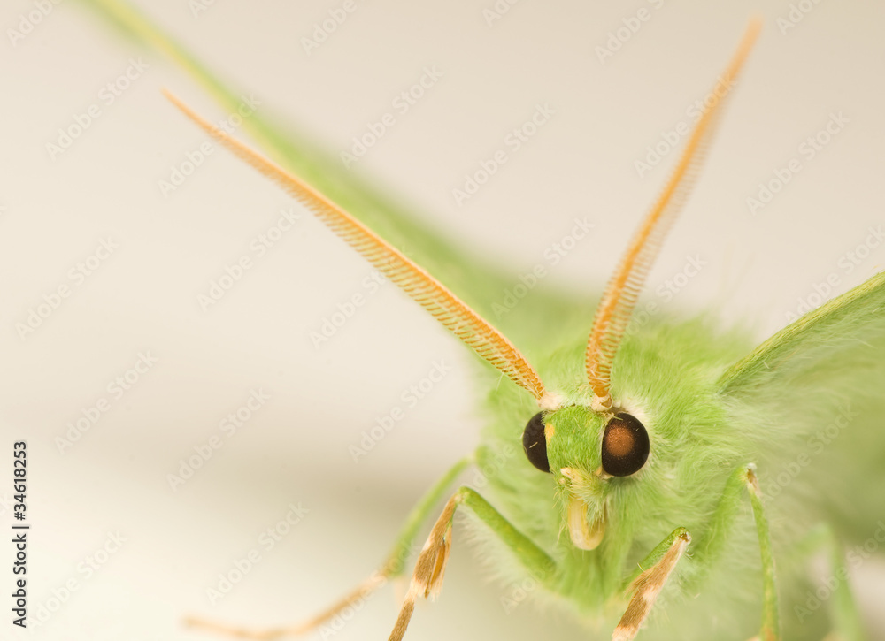 Fototapeta premium Geometra papilionaria