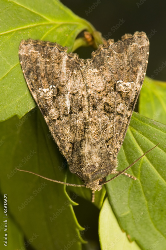 Mamestra brassicae