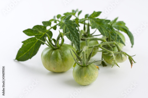 Green tomatoes, straight from the vine