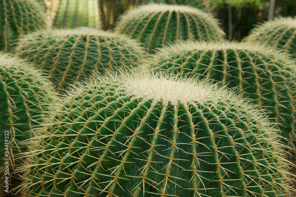 Close up shot of cacti Close up shot of cacti