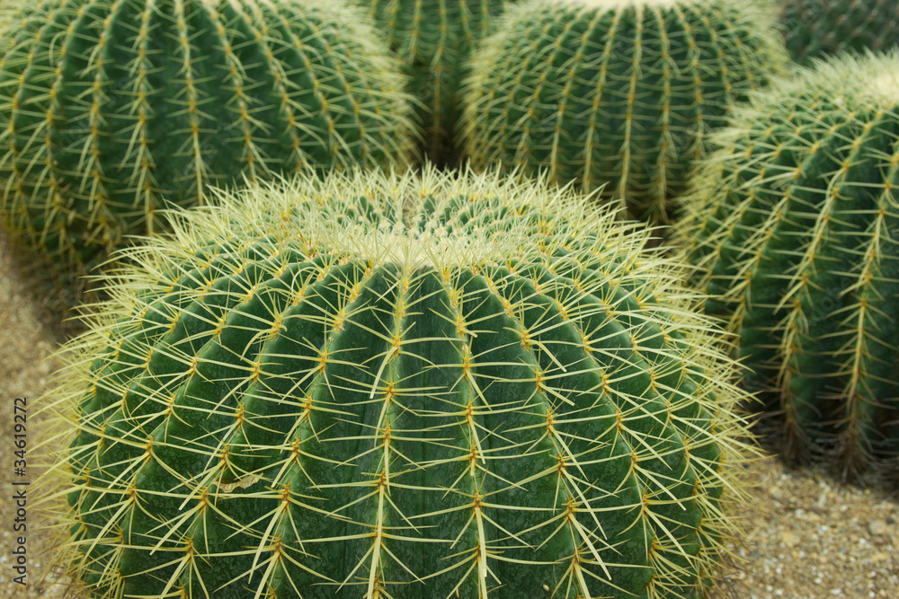 Close up shot of cacti Close up shot of cacti