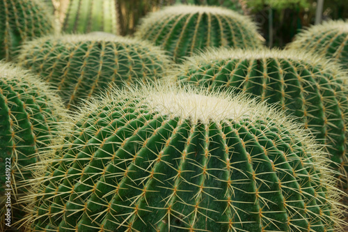 Close up shot of cacti