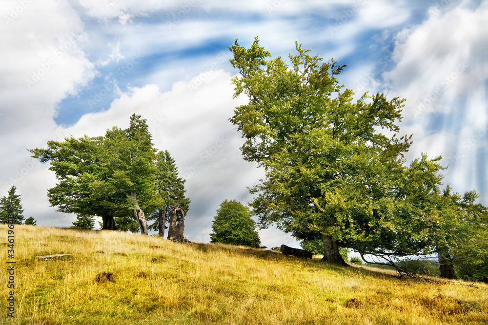Obraz premium Green trees over blue sky