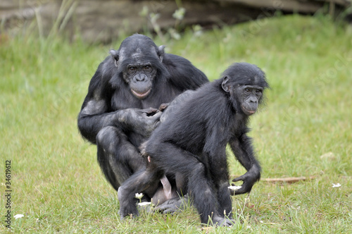 Bonobos © Pascal Martin