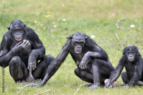 Konstfotografi Bonobos