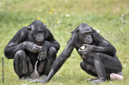 Bonobos photo