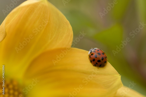 Ladybug, ladybird, on yellow Dahlia