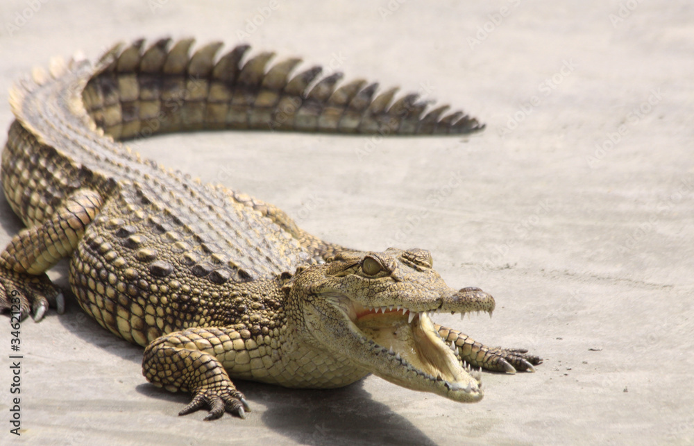 Naklejka premium krokodil