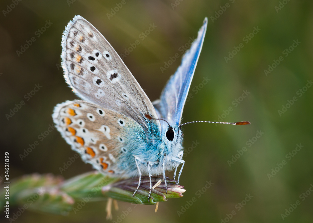 Fototapeta premium Common Blue butterfly (Polyommatus icarus)