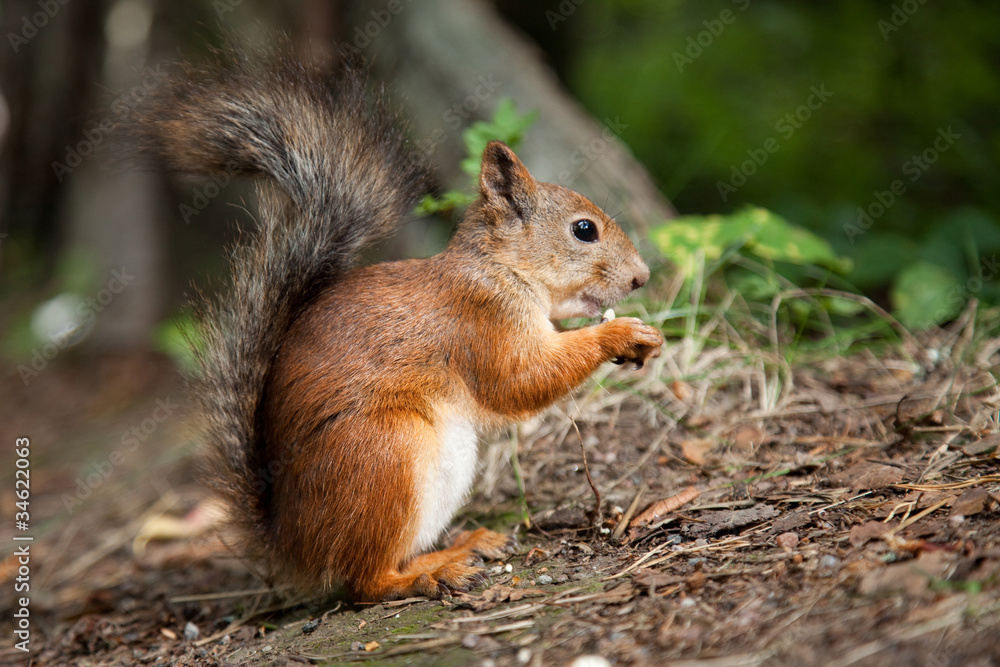 red European squirrel eating seeds in summer forest