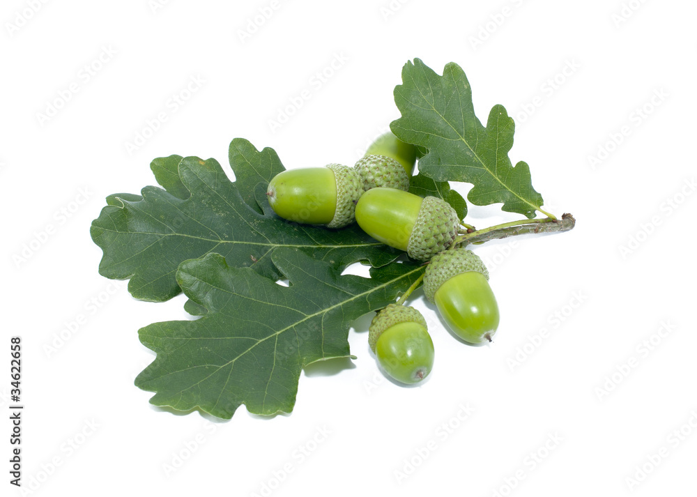 Green acorn fruits