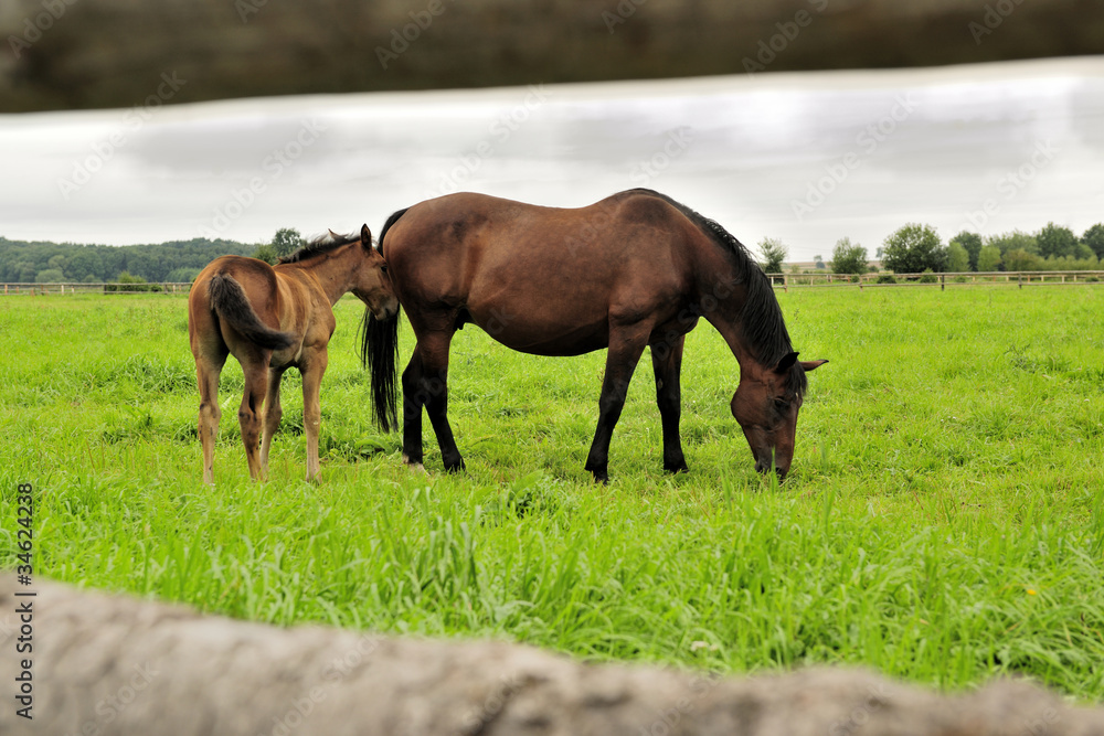 Fototapeta premium animals, brown, farmland, field, landscape, nature, horses