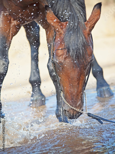 portrait of swimming bay horse