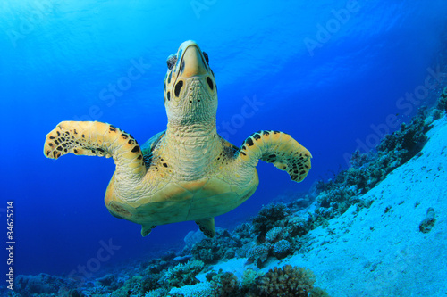 Sea Turtle (Hawksbill Turtle - Eretmochelys imbricata) © Richard Carey