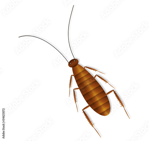 Cockroach on white