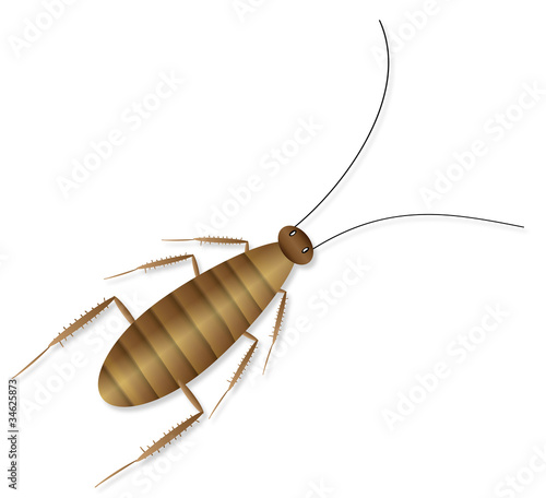 Cockroach on white