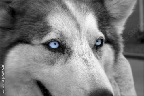Blue Eyed Husky photo