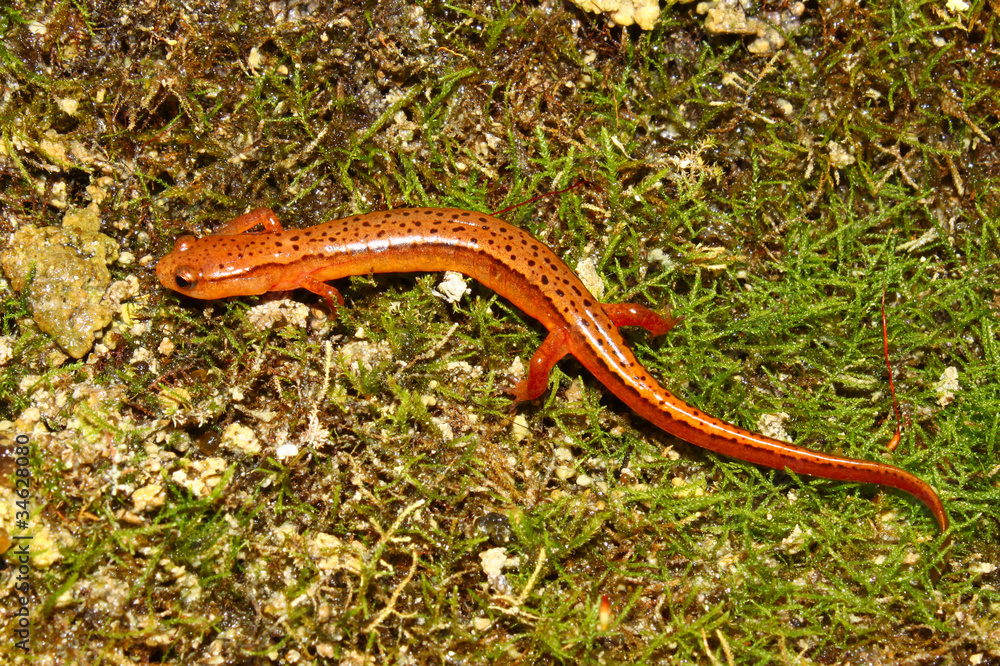 Southern Two-lined Salamander (Eurycea cirrigera) Southern Two-lined Salamander (Eurycea cirrigera)
