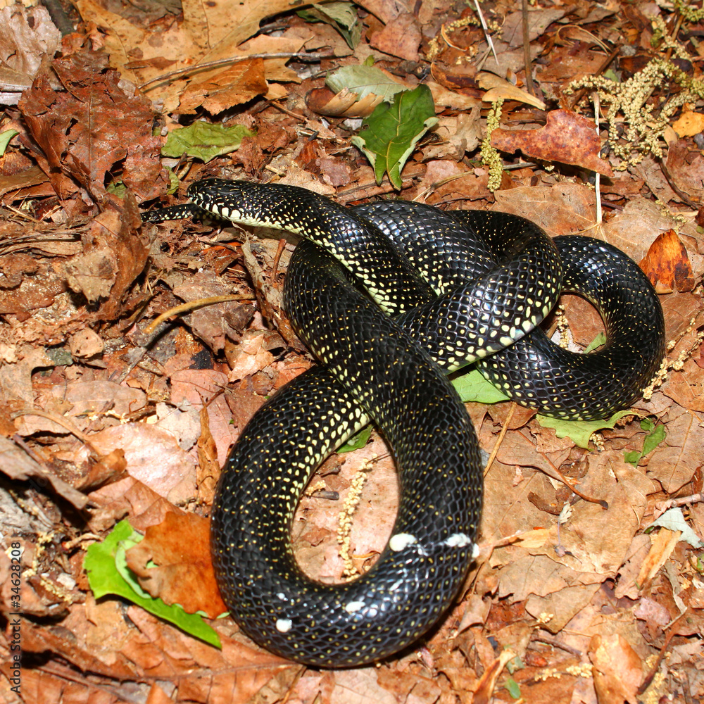 Obraz premium Black Kingsnake (Lampropeltis getula)
