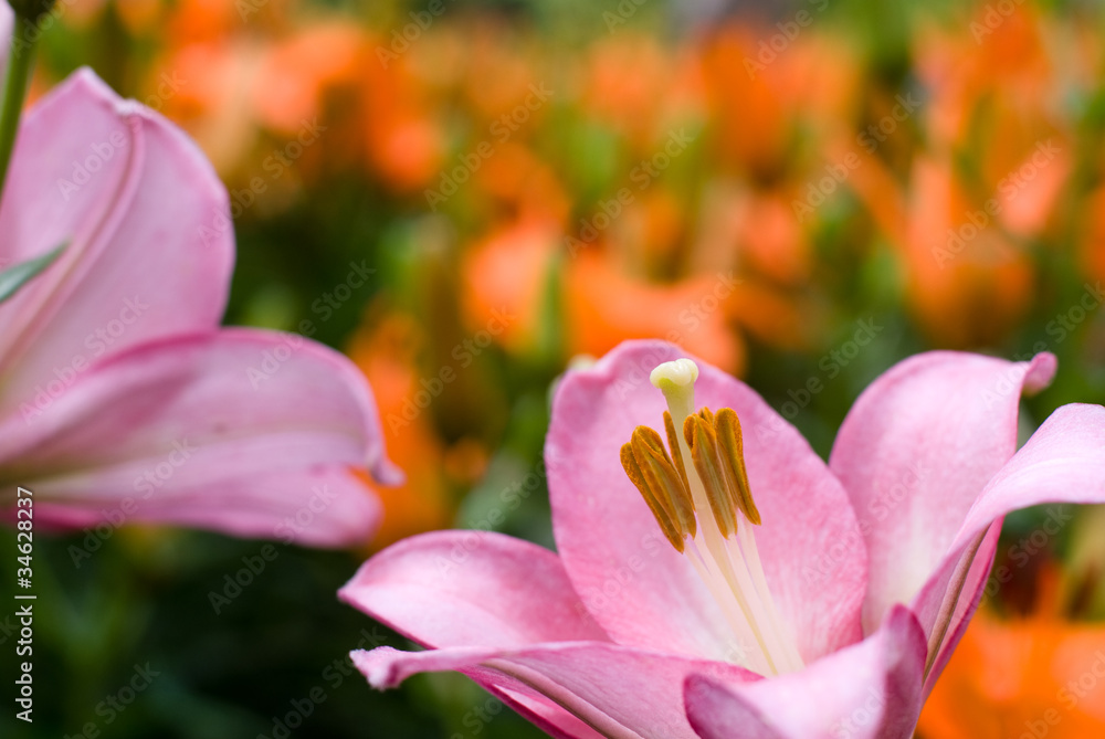 オレンジ色のスカシユリをバックにピンクのスカシユリの花