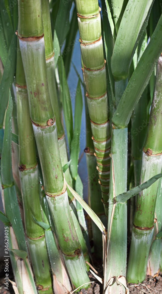 Fototapeta premium canne à sucre