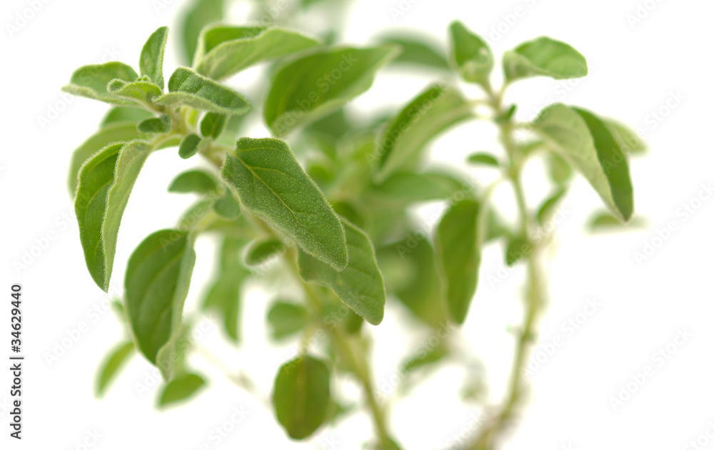 Origano Origano
