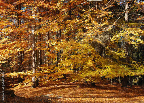 Wallpaper Mural Autumn in forest Torontodigital.ca
