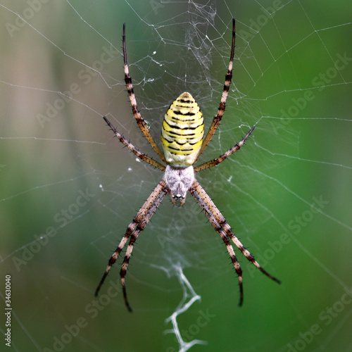 European white - yellow spider ( Argiope bruennichi)