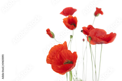 Poppies isolated on white background / focus on the foreground /