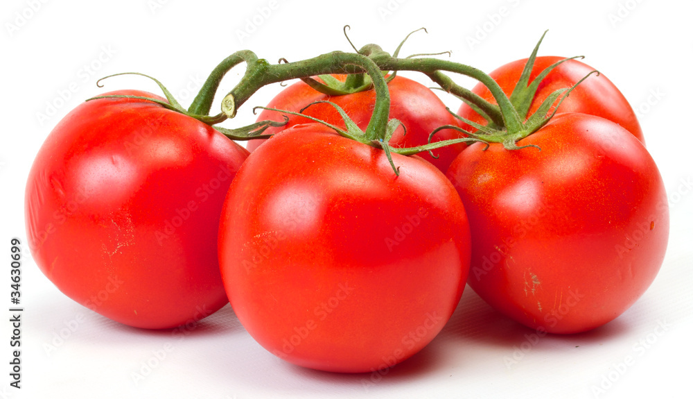 branch of tomato isolated over white background branch of tomato isolated over white background