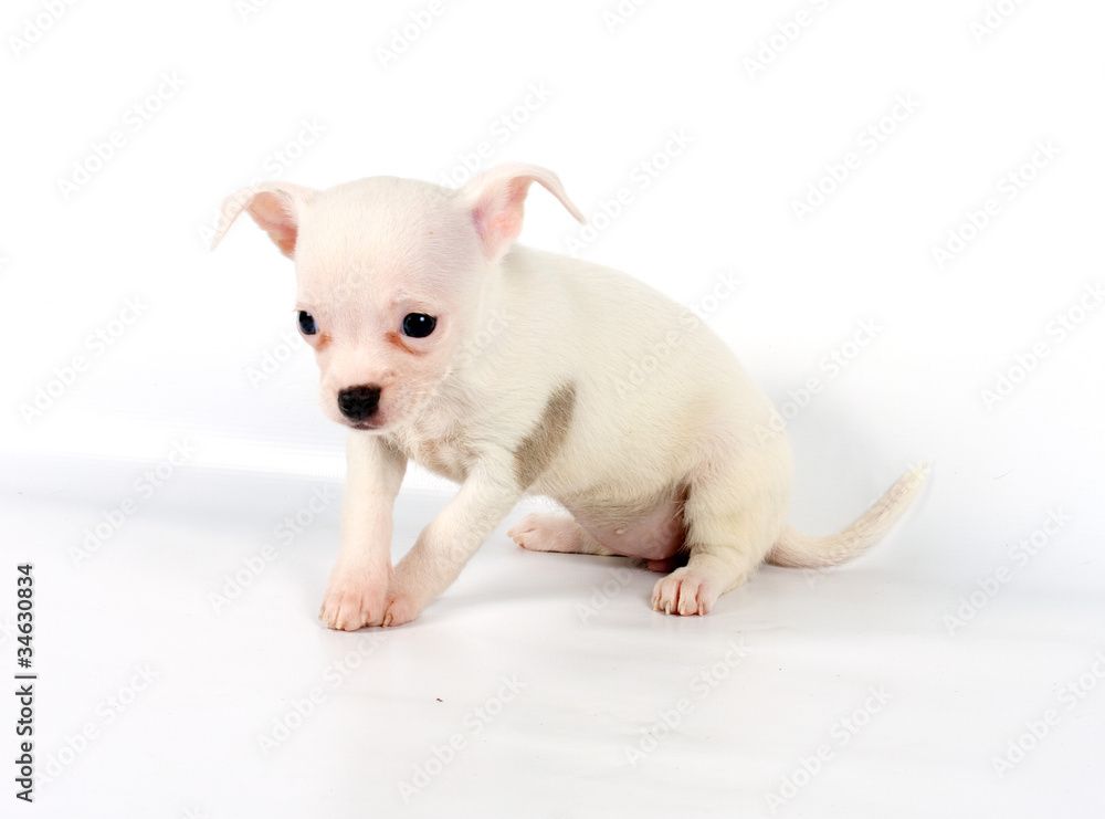 Funny puppy Chihuahua poses Funny puppy Chihuahua poses