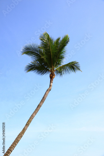 Top of coconut in blue sky.